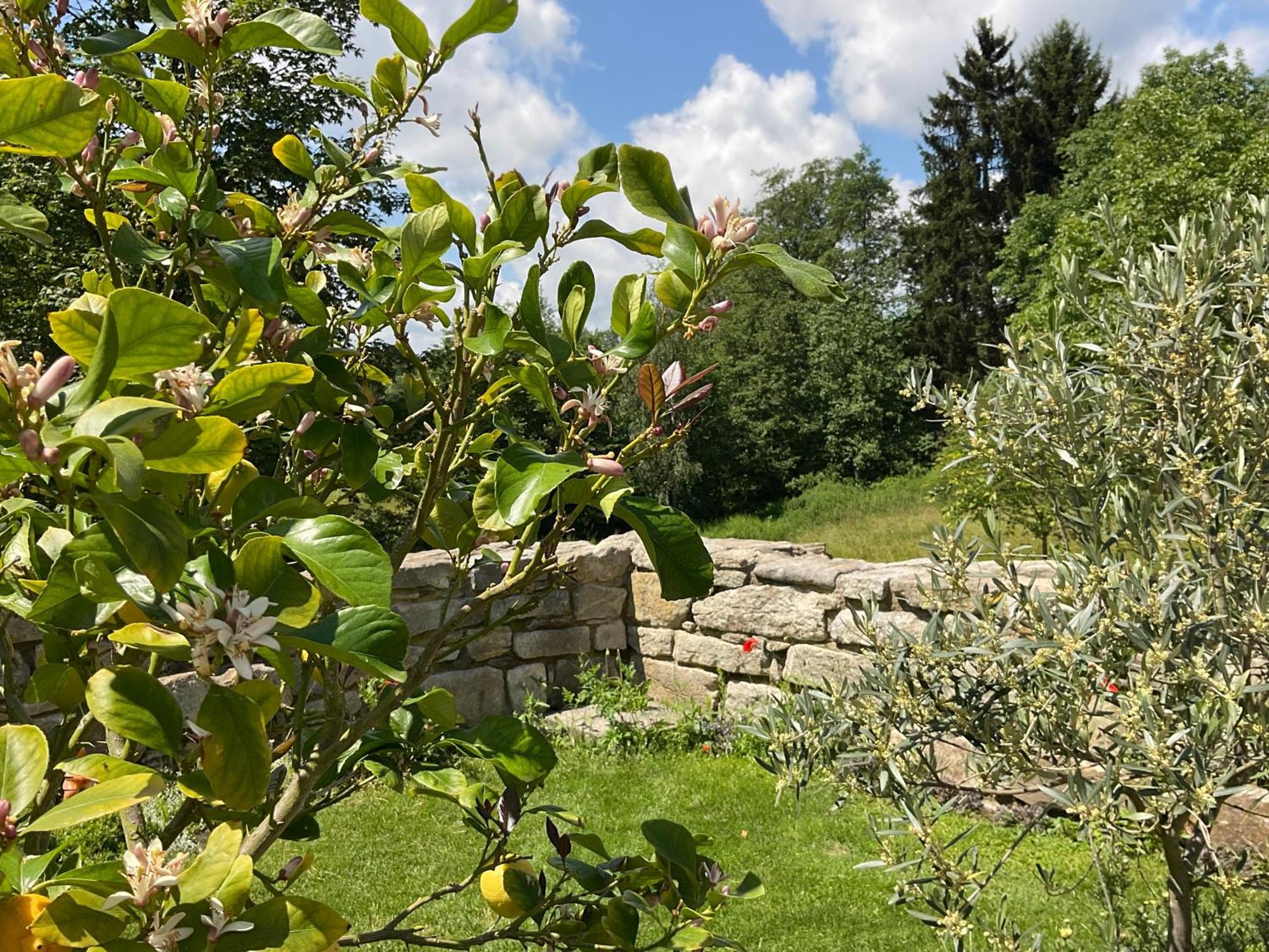 Design Ferienwohnung Mit Bauerngarten Waldkirchen Kültér fotó